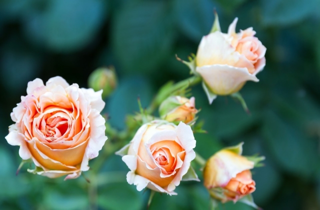 关于玫瑰花的句子 描写玫瑰的优美说说